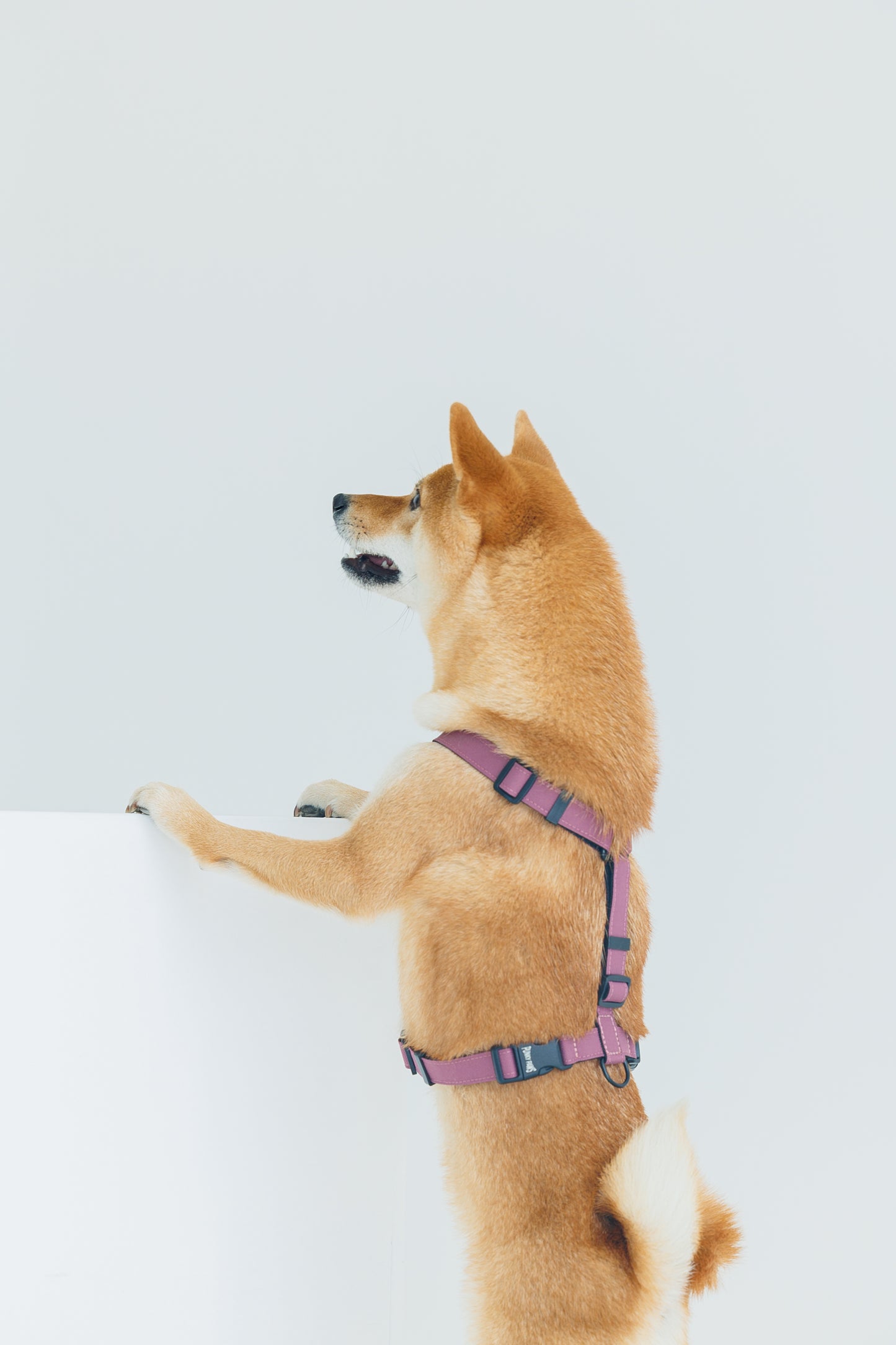 Harness - Plum