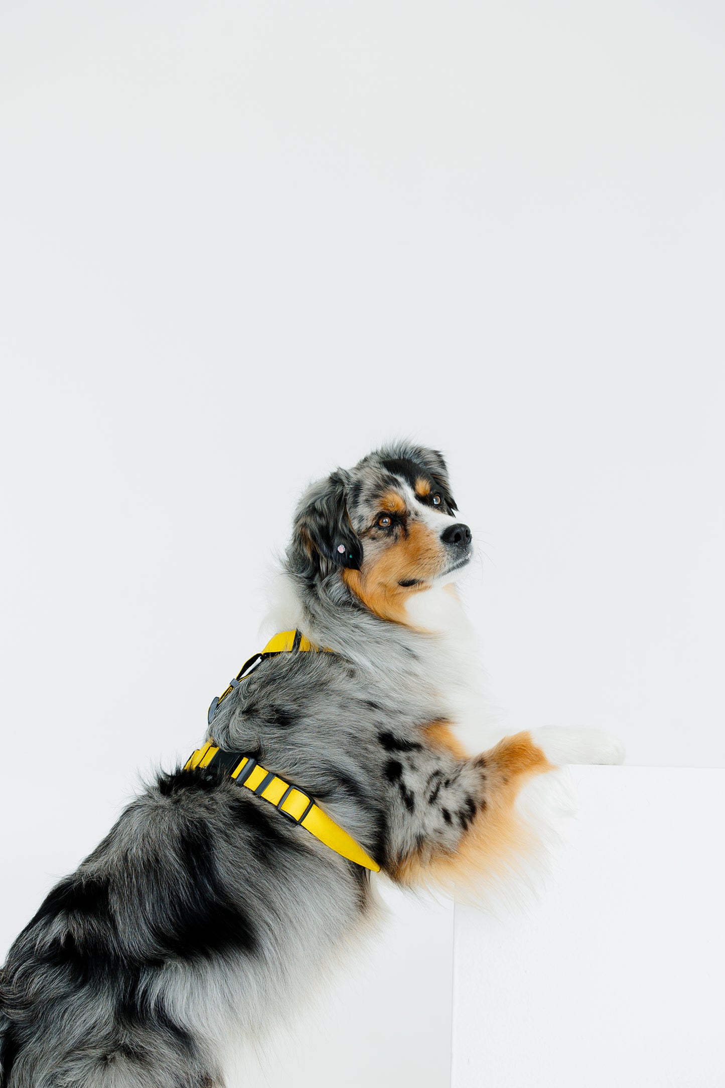 Harness - Yellow