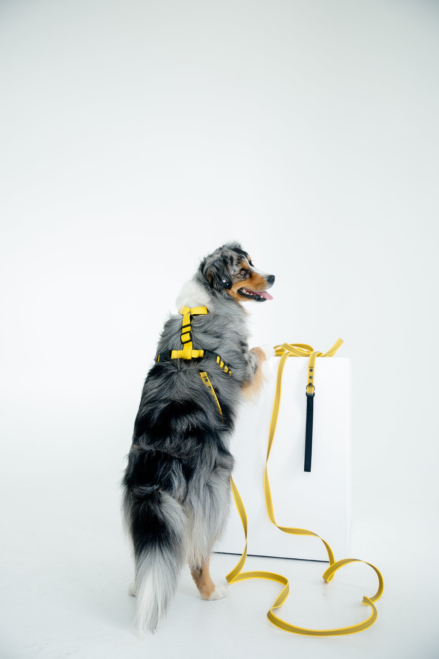 Leash - Yellow