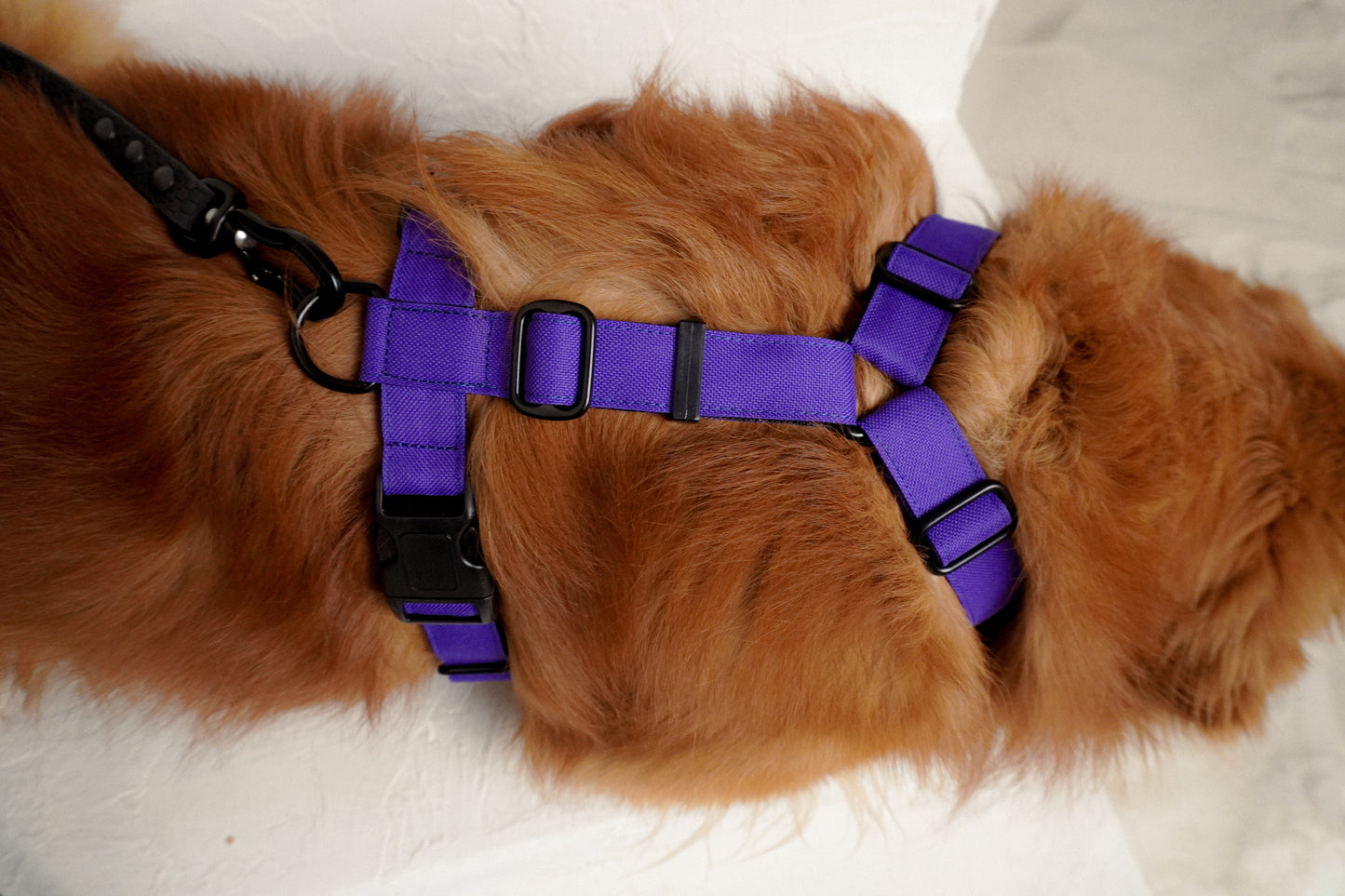 Harness - Purple