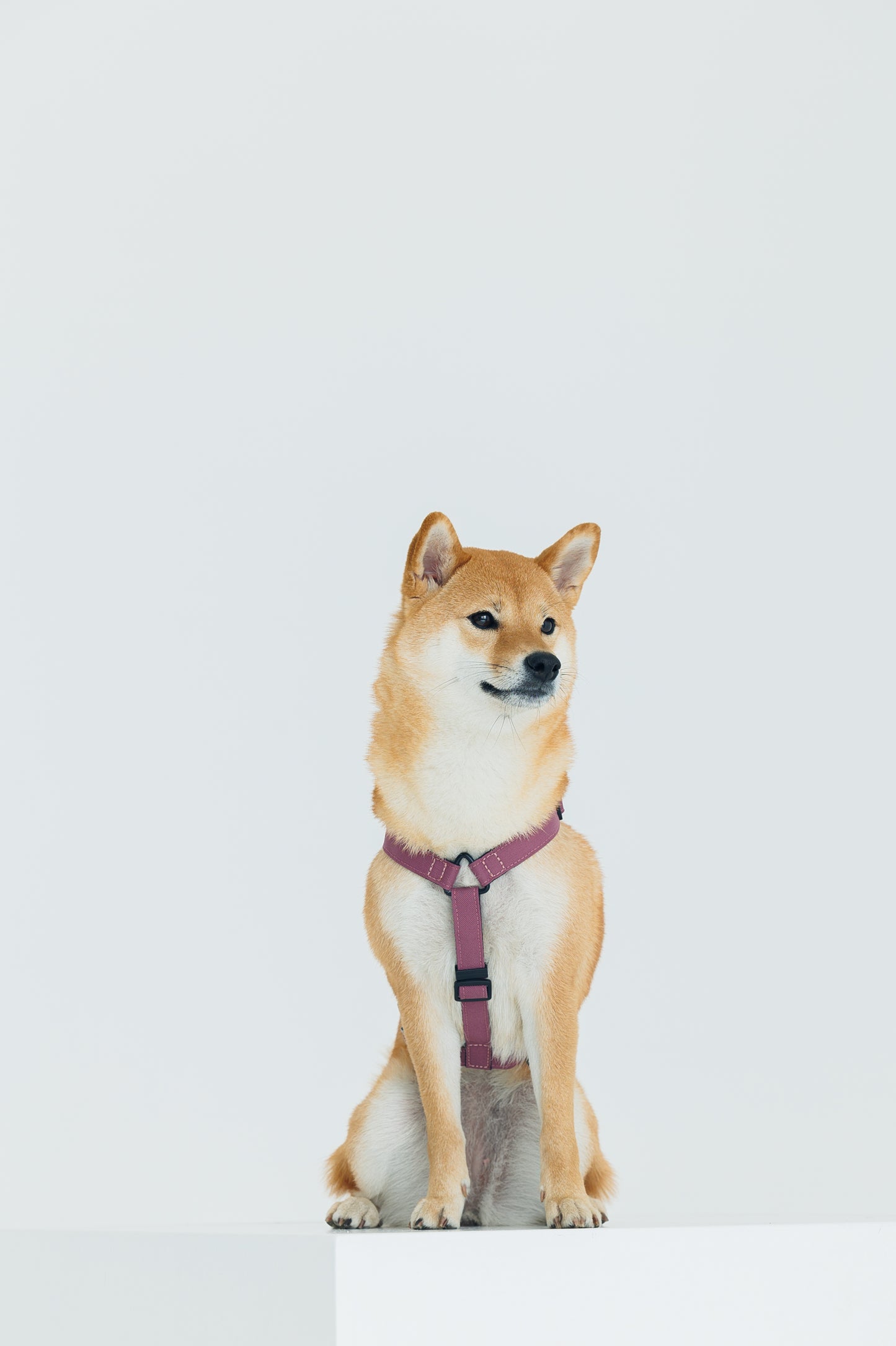 Harness - Plum