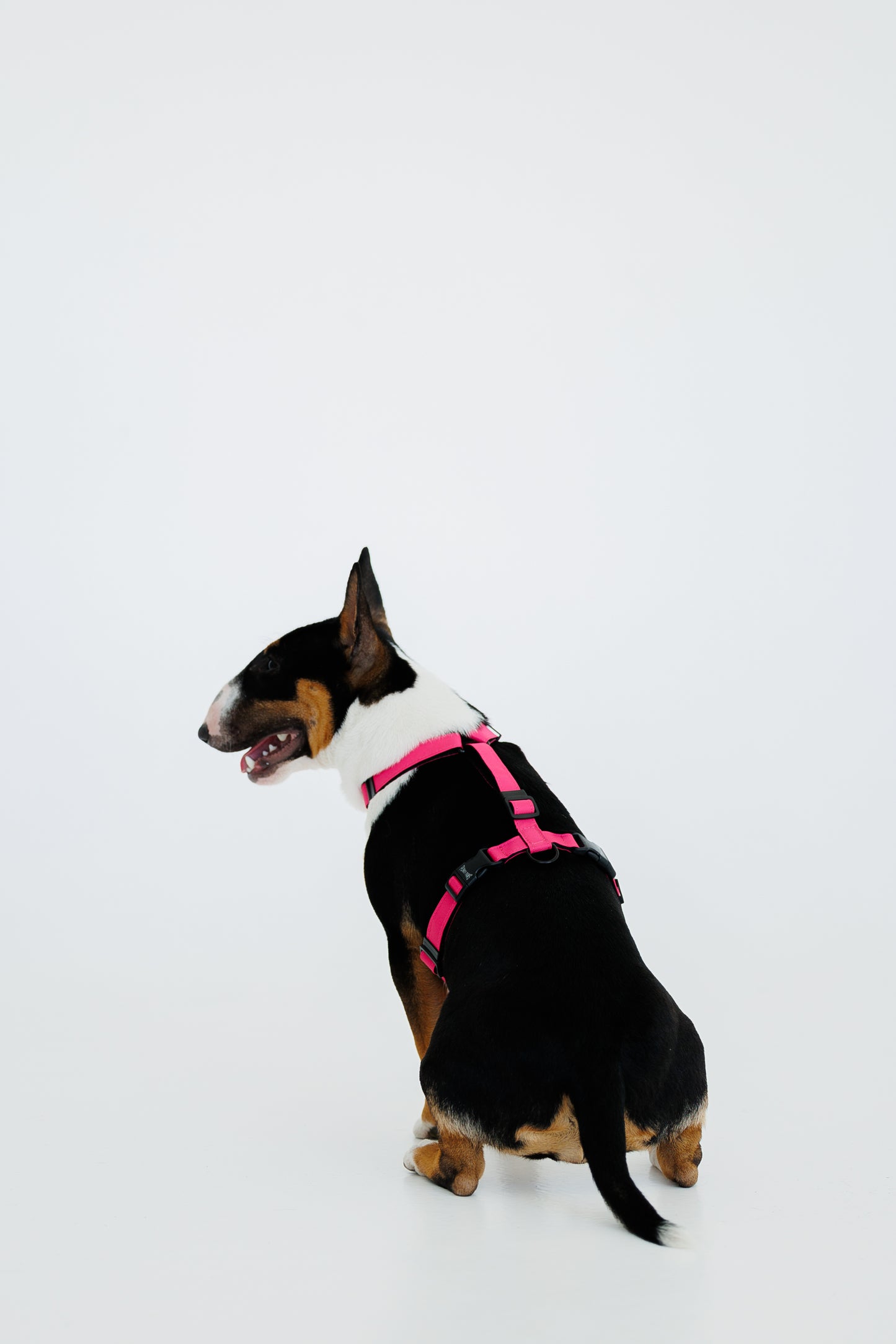 Harness- Pink