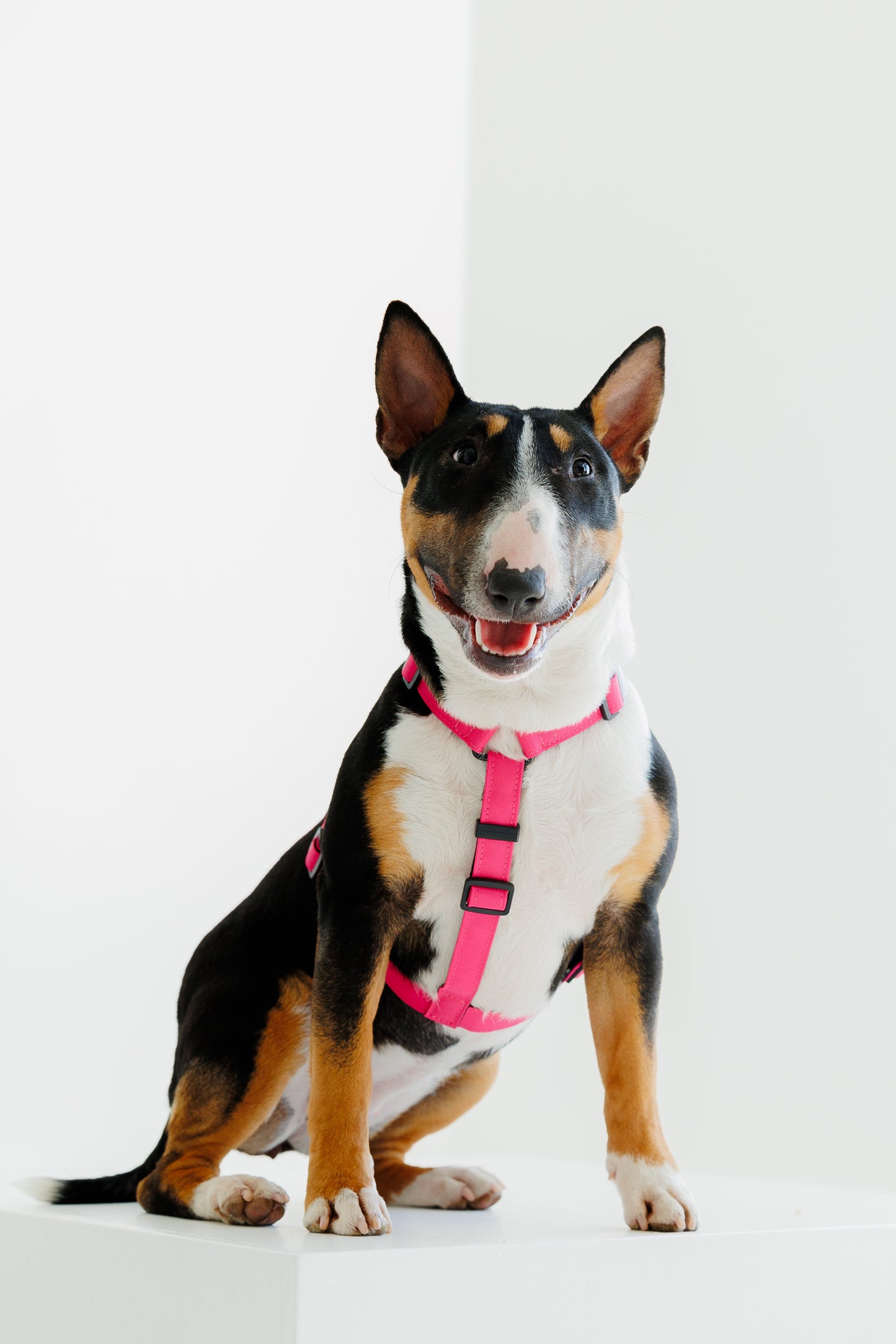 Harness- Pink
